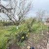 Fundulea, la 300m de acces A2,  casa P+M locuibila, gradina superba ! thumb 12