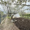 Fundulea, la 300m de acces A2,  casa P+M locuibila, gradina superba ! thumb 13