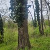 SUPER  OCAZIE TEREN 4000MP DE VANZARE IN SNAGOV CU DESCHIDERE LA LACUL SNAGOV thumb 5