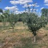 Oportunitate! Casa la sol, 4 camere si dependinte, livada, Sacele jud Constanta! thumb 5