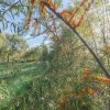 Proprietate rara in Covasna – liniste, spatiu si potential de investitie thumb 9