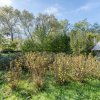 Proprietate rara in Covasna – liniste, spatiu si potential de investitie thumb 28