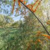 Proprietate rara in Covasna – liniste, spatiu si potential de investitie thumb 36
