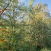 Proprietate rara in Covasna – liniste, spatiu si potential de investitie thumb 40
